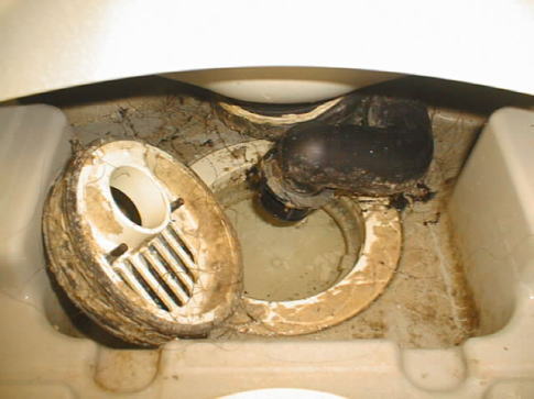 浴室排水口のカビ汚れの写真01